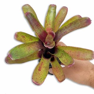 Neoregelia Fireball spotted