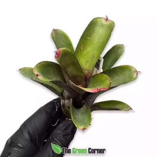 Neoregelia Geppeto