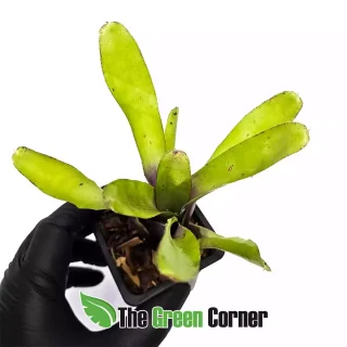 Neoregelia Green Ball