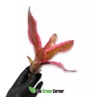 Neoregelia iphigenie