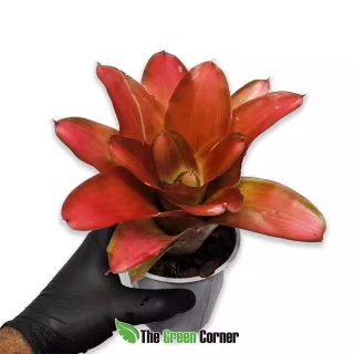 Neoregelia Medusa