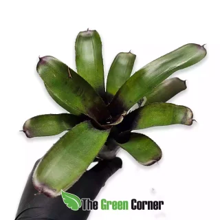 Neoregelia Midnight Dung