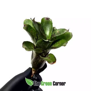 Neoregelia Night Spot x Tweedle Dee