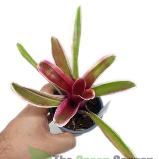 Neoregelia Pink