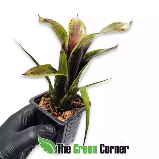 Neoregelia Purple Princess