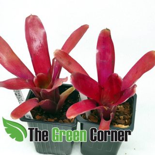 Neoregelia Super Fireball