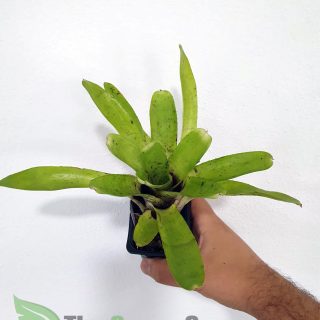 Neoregelia tigrina Hybrid