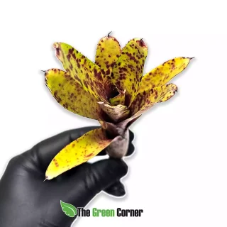 Neoregelia Little Jewel