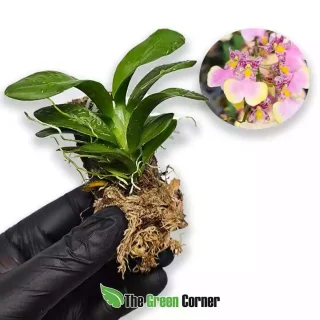 Oncidium Popcorn ‘Hauri’