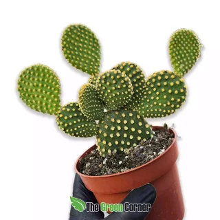 Opuntia microdasys var. pallida