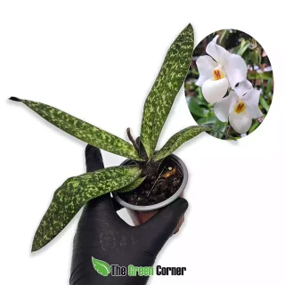 Paphiopedilum Armeni White