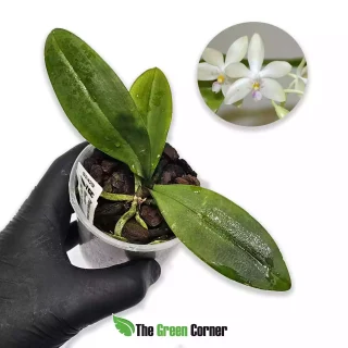 Phalaenopsis stobartiana x floresensis