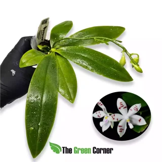 Phalaenopsis tetraspis ‘Fire’