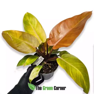 Philodendron Prince of Orange