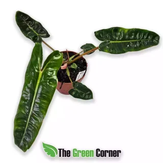 Philodendron Billietiae