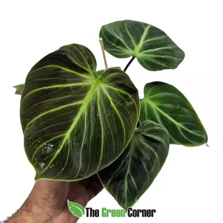 Philodendron El Choco Red