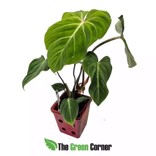 Philodendron gloriosum