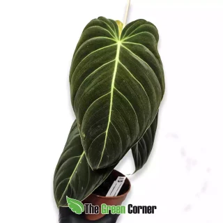 Philodendron melanocrysum