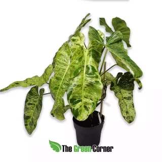 Philodendron Paraiso Verde