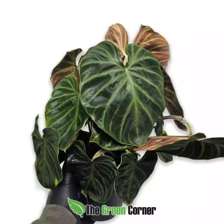 Philodendron verrucosum ‘Incensi’