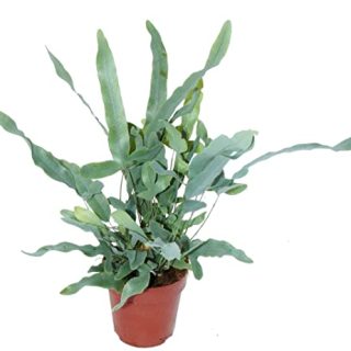 Phlebodium Blue star