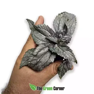 Pilea spruceana ‘Ellen’