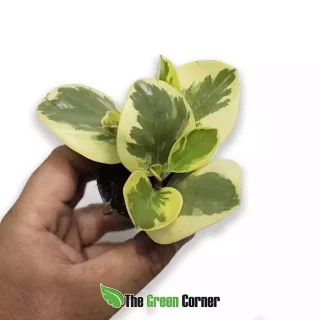 Peperomia magnolifolia