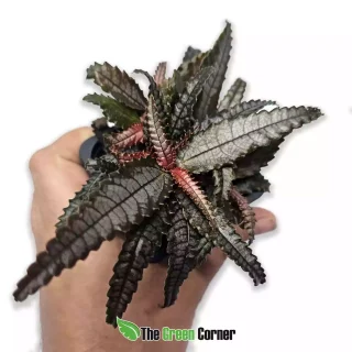 Pilea spruceana ‘Silver Tree’