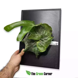 Platycerium superbum Montado en Placa