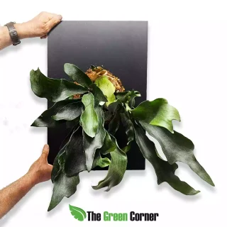 Platycerium bifurcatum montado en placa