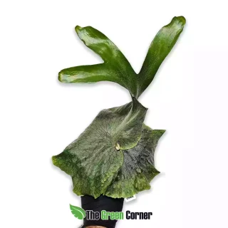 Platycerium superbum