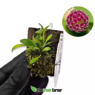 Platystele umbellata