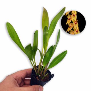 Pleurothallis galeata