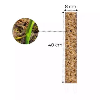 Tutor de musgo L Transparente brillo