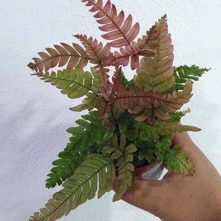 Helecho Pteris spp. variedad erythrosora