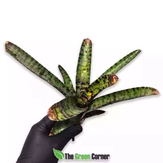 Neoregelia purpurea compacta