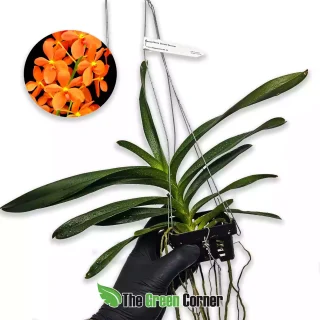 Renantanda Jaraik Orange