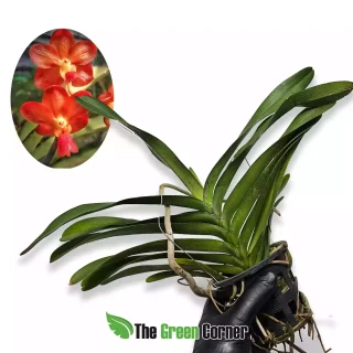 Renanthera Estoril x Rhynchostylis Bangkok Sunset