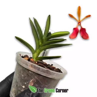 Renanthera vietnamitensis