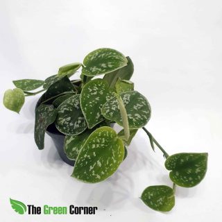 Scindapsus pictus argyraeus: Potho satinado