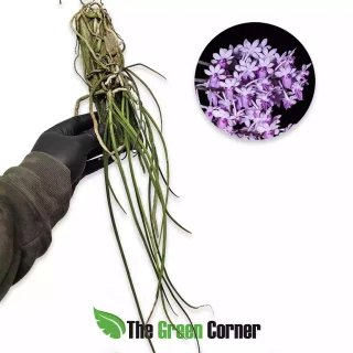 Seidenfadenia mitrata