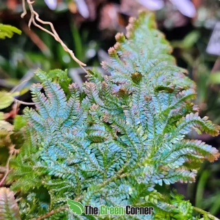 Selaginella willdenowii