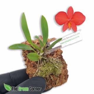 Sophronitis brevipedunculata: Cattleyas miniaturas