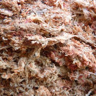 Musgo sphagnum-20gr