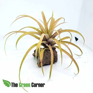 Tillandsia Capitata Peach