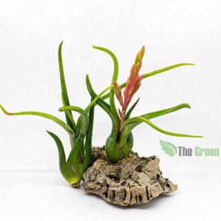 Tillandsia Caput Medusae