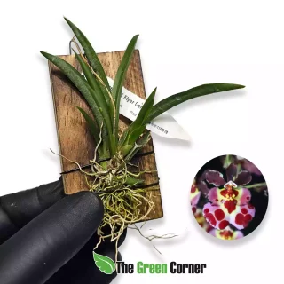 Tolumnia JK Flyer Cartoon