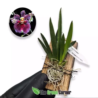 Tolumnia JK Firm Crimson