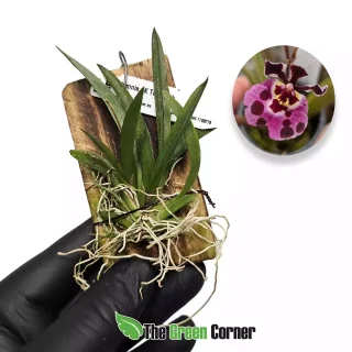 Tolumnia JK Firm Tufferfish