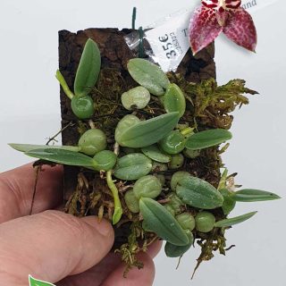 Trias cambodiana: Orquidea de pequeño tamaño